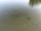 IMG 0421
