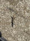 IMG 7067